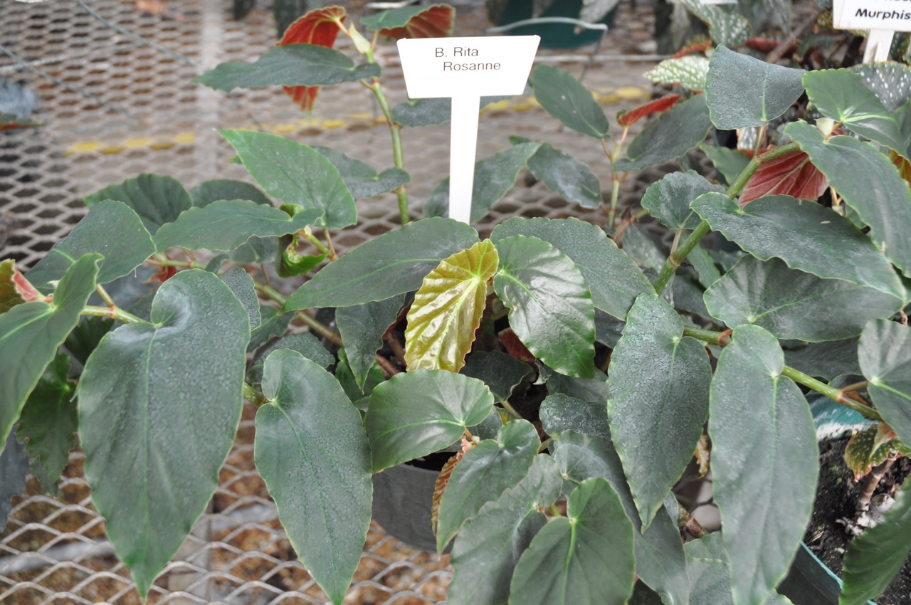 B. ‘Rita Rosanne’